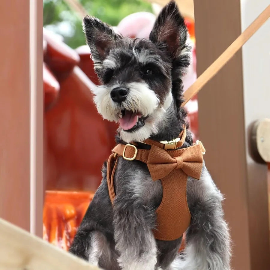 High-concerned Dog Harness Set With Detachable Bows And Leash