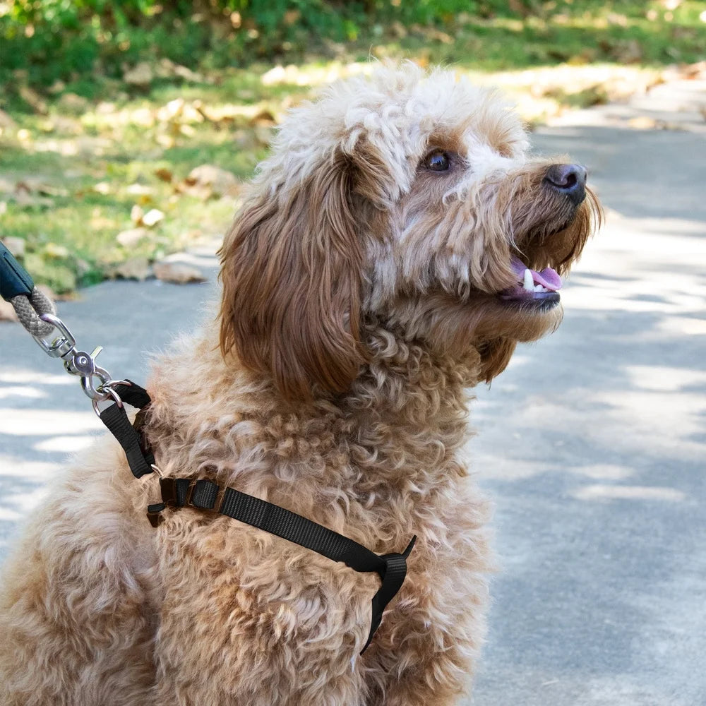 XMSJ Two Pack Adjustable Step In Dog Harness D-Ring