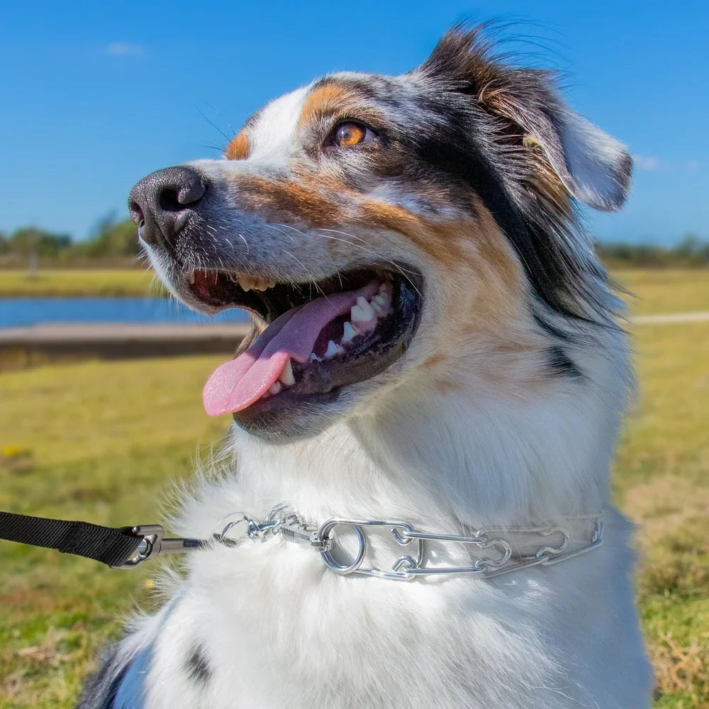 DUTRIEUX Pronged Training Collar Martingale Style Steel Leash Attachment