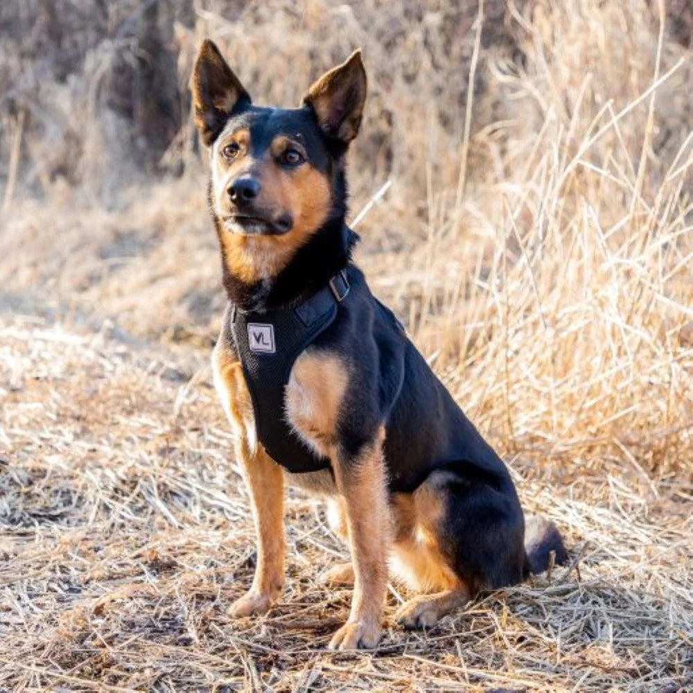 DUTRIEUX Adjustable Reflective Dog Harness With Easy Clip