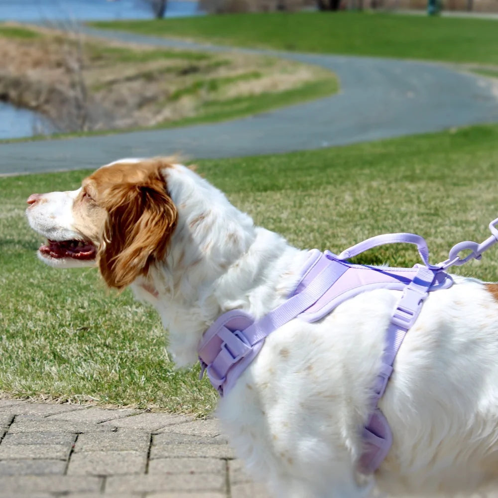 XMSJ Comfort Control Neoprene Dog Harness for Outdoor Safety