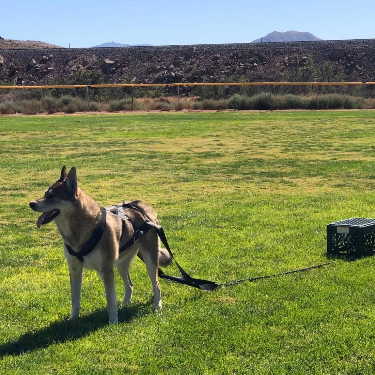 Choice Working Dog Pull Training Leash Sled Safety Belt For Behavior Training